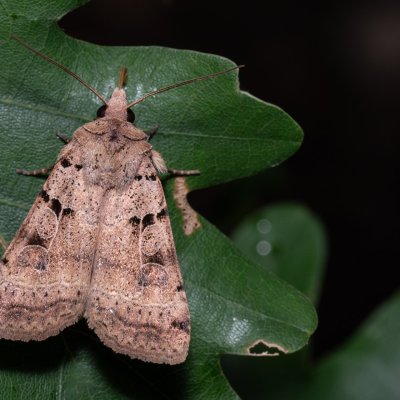 Eugnorisma depuncta (osenice tečkovaná), Kývalka