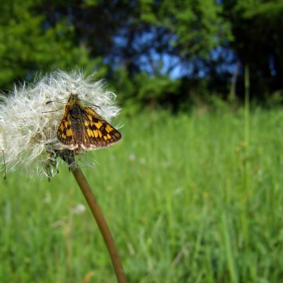Carterocephalus palaemon (soumračník jitrocelový), NPP Strabišov-Oulehla