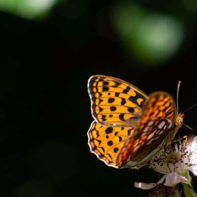 Argynnis adippe (perleťovec prostřední), Ruprechtov