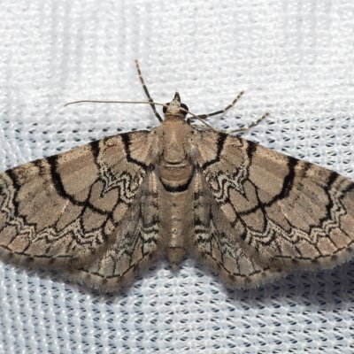 Eupithecia venosata (píďalička knotovková), PP Střelický les