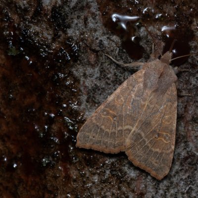Xanthia ocellaris (zlatokřídlec topolový), Hády - odkaliště