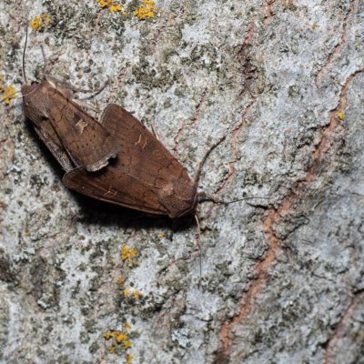 Xestia xanthographa (osenice žlutoskvrnná), Hády - odkaliště