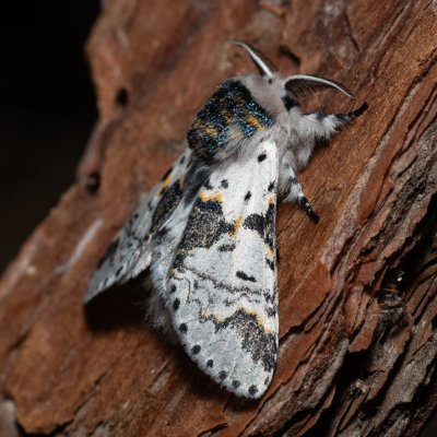 Furcula bicuspis (hranostajník březový), Říčky