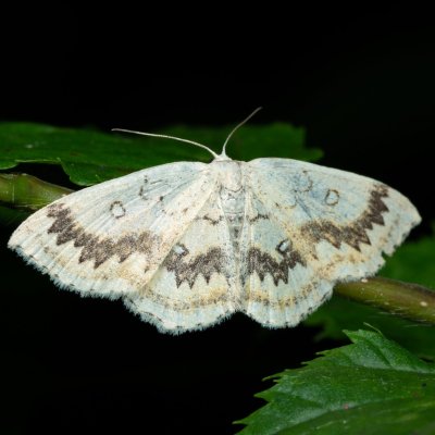 Cyclophora annularia (očkovec javorový), Augšperský potok