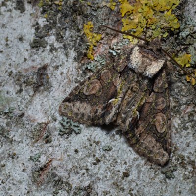 Allophyes oxyacanthae (pestroskvrnka hlohová), Hády - odkaliště