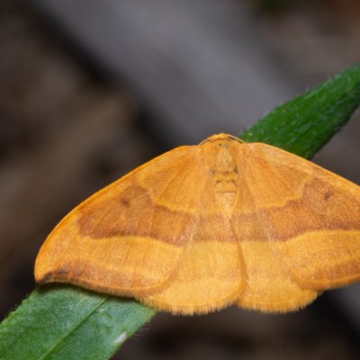 Watsonalla cultraria (srpokřídlec bukový), Podkomorské lesy, Kopeček