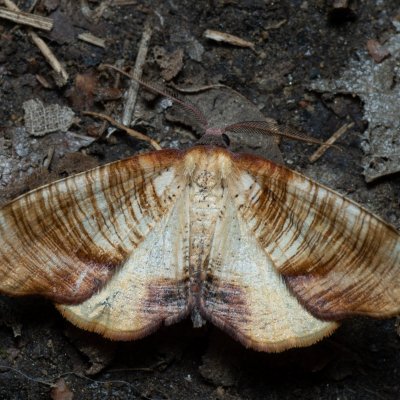 Plagodis dolabraria (kropenatec žíhaný), Žebětín