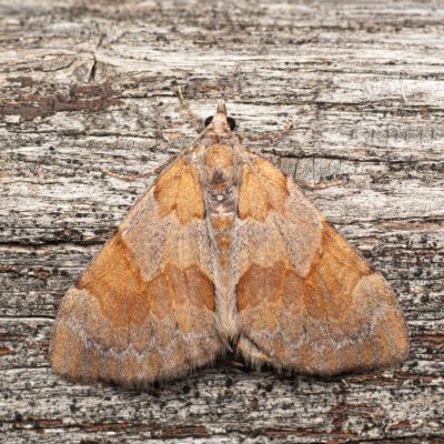 Thera firmata (píďalka borovicová), NPR Mohelenská hadcová step