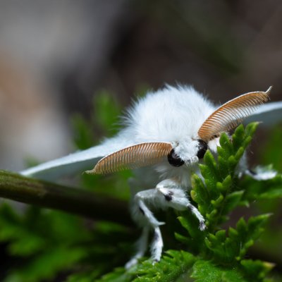 Arctornis l-nigrum (bekyně černé L), Hády