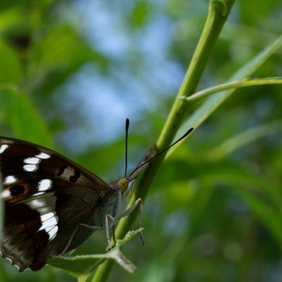 Apatura iris (batolec duhový), SK, Štôla