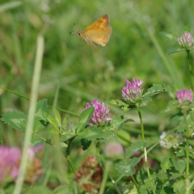 Ochlodes sylvanus (soumračník rezavý), NS Motýlí ráj