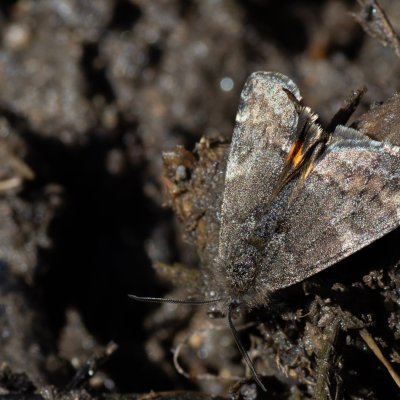 Boudinotiana notha (černoproužka osiková), PP Augšperský potok