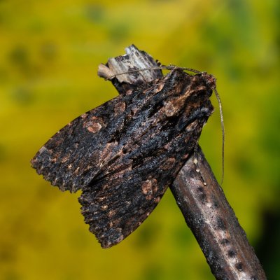 Mniotype satura (pestroskvrnka zimolezová), Hády - odkaliště
