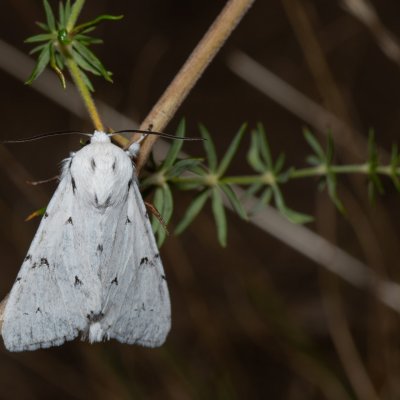 Acronicta leporina (šípověnka vrbová), PP Na cvičišti