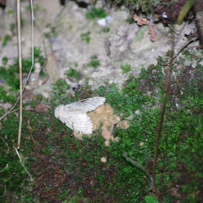 Lymantria dispar (bekyně velkohlavá), PP Augšperský potok