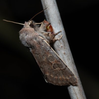 Orthosia populeti (jarnice topolová), Hády - odkaliště