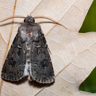Agrotis bigramma (osenice širokřídlá), NPR Slanisko u Nesytu