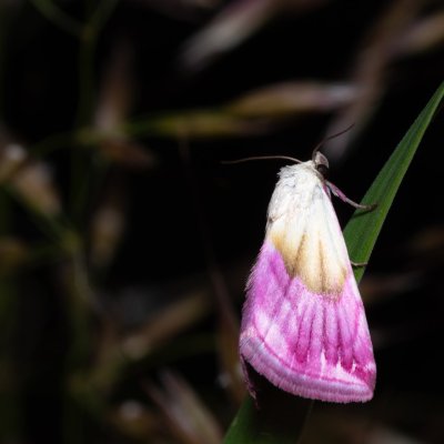 Eublemma purpurina (drobnička pcháčová), PR Kamenný vrch