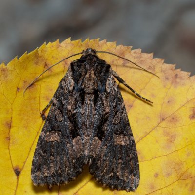 Mniotype satura (pestroskvrnka zimolezová), Kývalka