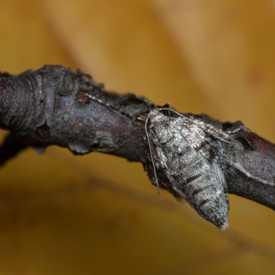 Operophtera fagata (píďalka lesní), Kývalka