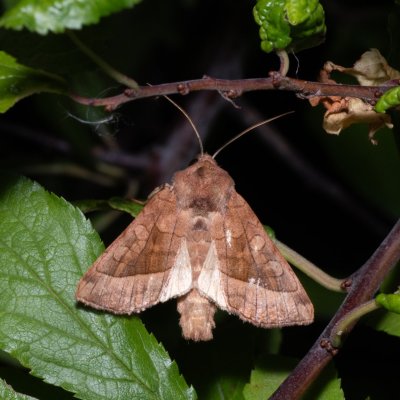 Hydraecia micacea (šedavka luční), Hrabětice