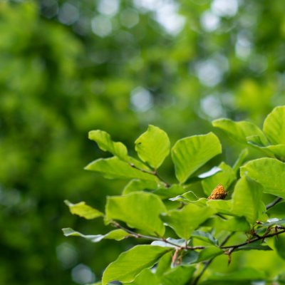 Boloria euphrosyne (perleťovec fialkový), Přírodní park Rakovecké údolí