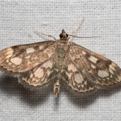 Anania coronata (zavíječ bezový), Devět křížů