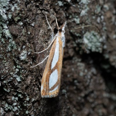 Catoptria permutatella (travařík stříbroskvrnný), Žebětín