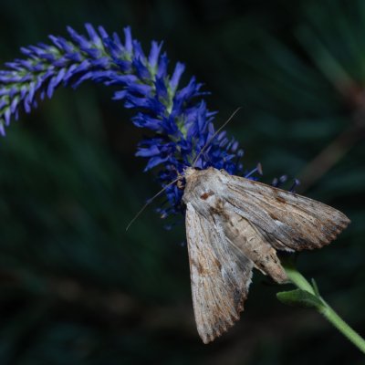 Apamea lithoxylea (šedavka žlutavá), PR Kamenný vrch