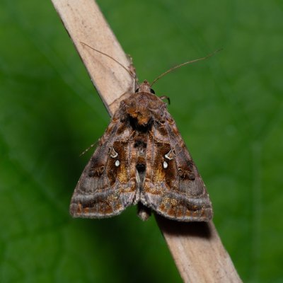Autographa pulchrina (kovolesklec brusnicový), Devět křížů