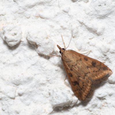 Udea ferrugalis (zavíječ přelétavý), HR, Jablanac