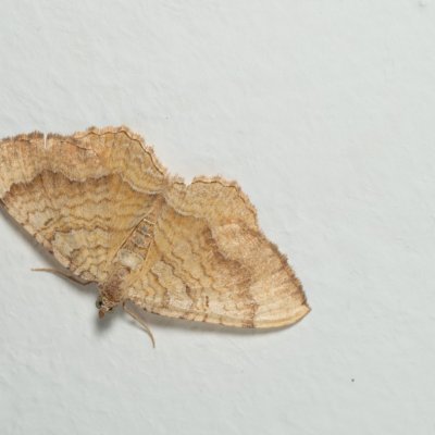 Camptogramma bilineatum (píďalka kopřivová), Daremní