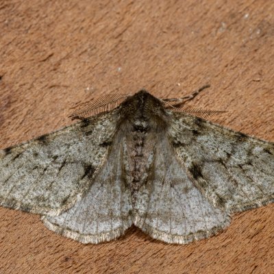 Phigalia pilosaria (drsnokřídlec hrušňový), Kamenný vrch