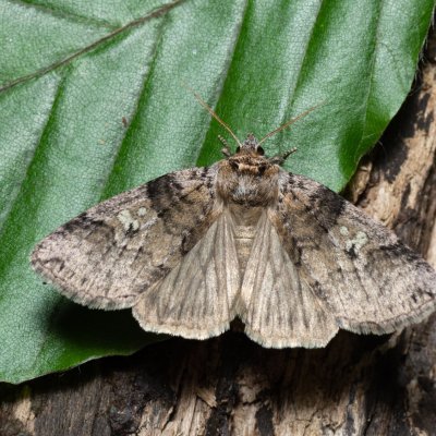 Tethea or (můřice obecná), Augšperský potok