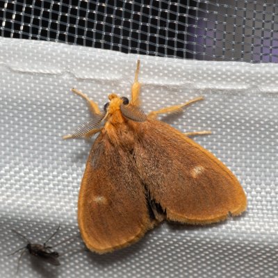 Pantana lithosioides (-), TH, Khao Sok