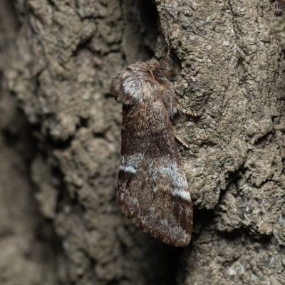 Drymonia dodonaea (hřbetozubec hnědý), PR Bosonožský hájek