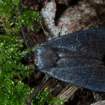 Amphipyra livida (blýskavka černá), Žebětín