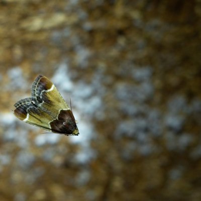 Pyralis farinalis (zavíječ domácí), Kníničky