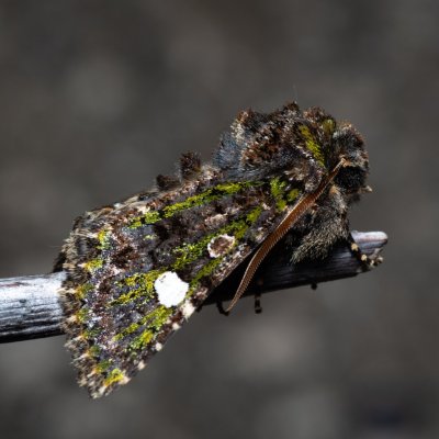 Valeria oleagina (pestroskvrnka březnová), PP Člupy