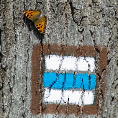 Nymphalis polychloros (babočka jilmová), Podkomorské lesy