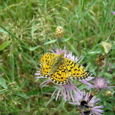 Boloria selene (perleťovec dvanáctitečný), Košíkov