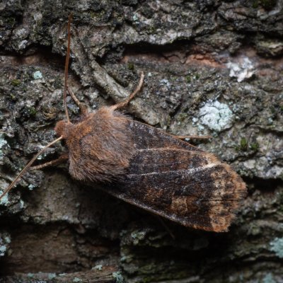 Conistra vaccinii (zimovnice brusnicová), Helenčina studánka