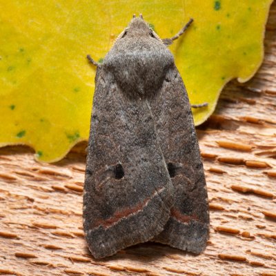 Agrochola lota (polnice vrbová), PP Střelická bažinka