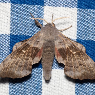 Laothoe populi (lišaj topolový), SK, Štôla