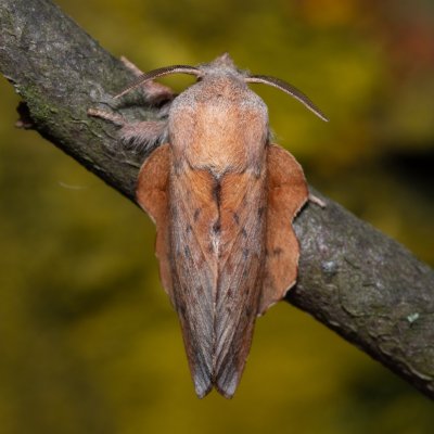 Phyllodesma tremulifolia (bourovec zejkovaný), PP Bobrava