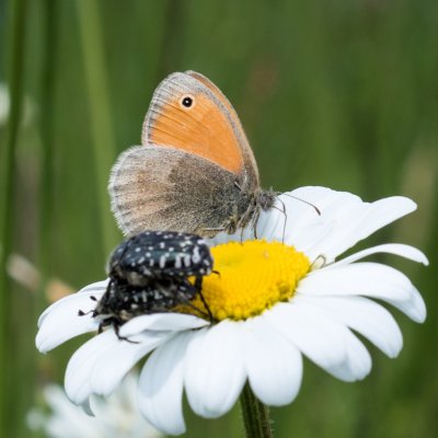 Coenonympha pamphilus (okáč poháňkový), PP V chaloupkách