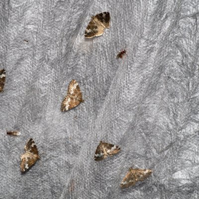 Perizoma alchemillata (píďalka konopicová), Augšperský potok