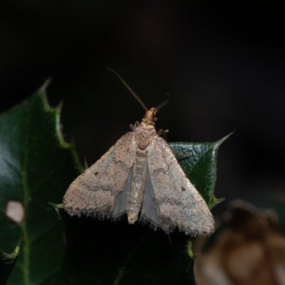 Bostra obsoletalis (-), GR, Myrtidion monastery, Korfu