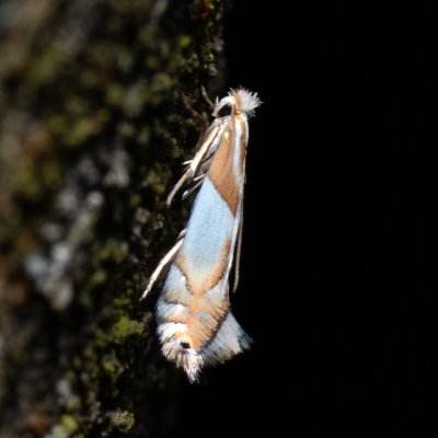Phyllonorycter roboris (klíněnka dubová), Žebětín