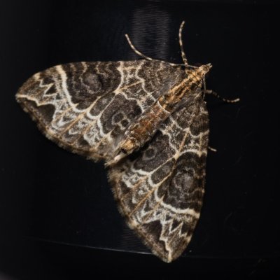 Ecliptopera silaceata (píďalka hnědohlavá), PP Kavky